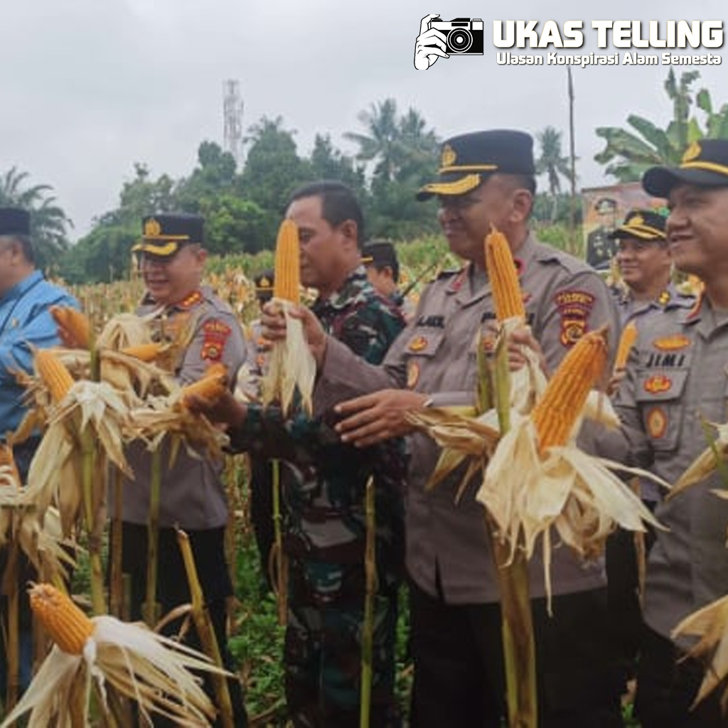 Polda Jambi Panen 46 Ton Jagung, Sawah Jadi Senjata!