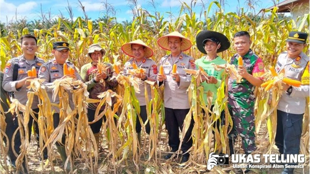 Polda Jambi Panen 46 Ton Jagung, Sawah Jadi Senjata!
