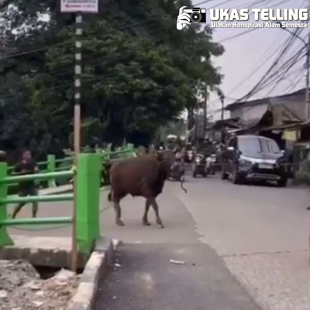 Sapi Ngamuk di Bogor, Kejar Warga hingga Dua Luka Ringan!