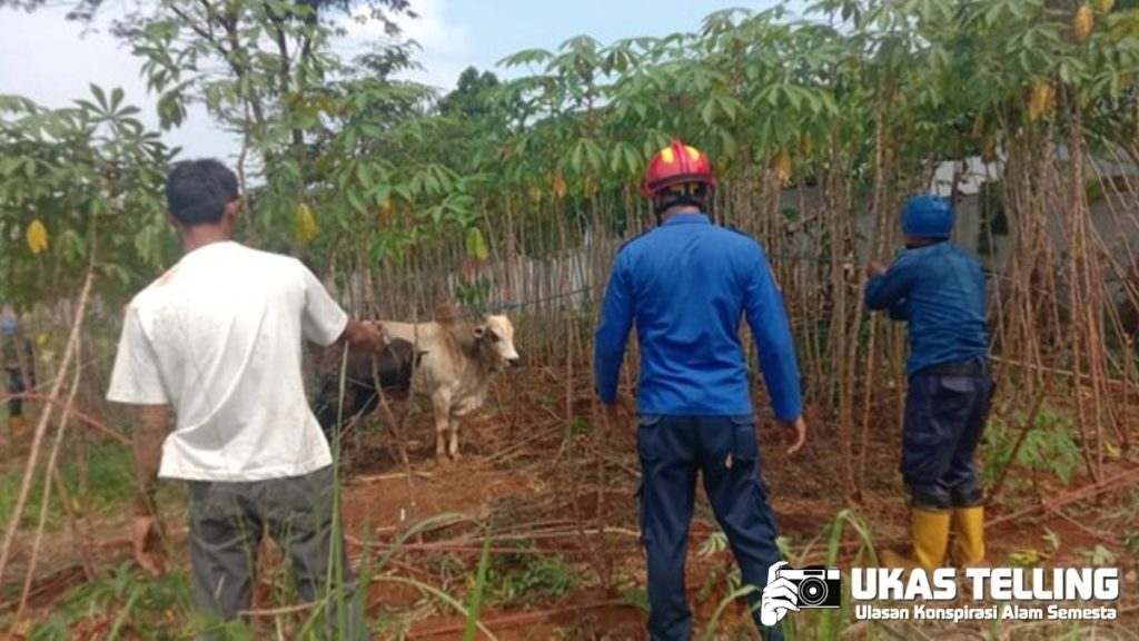 Sapi Ngamuk di Bogor, Kejar Warga hingga Dua Luka Ringan!