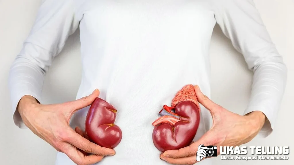 Ginjal Sehat di Usia 40-an? Hindari Kebiasaan Ini Kata Pakar AS!