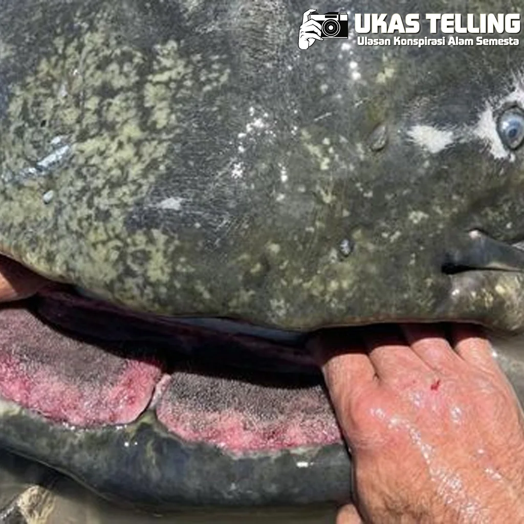 Unik Lele Hampir 3 Meter Tertangkap, Jadi Rekor Dunia