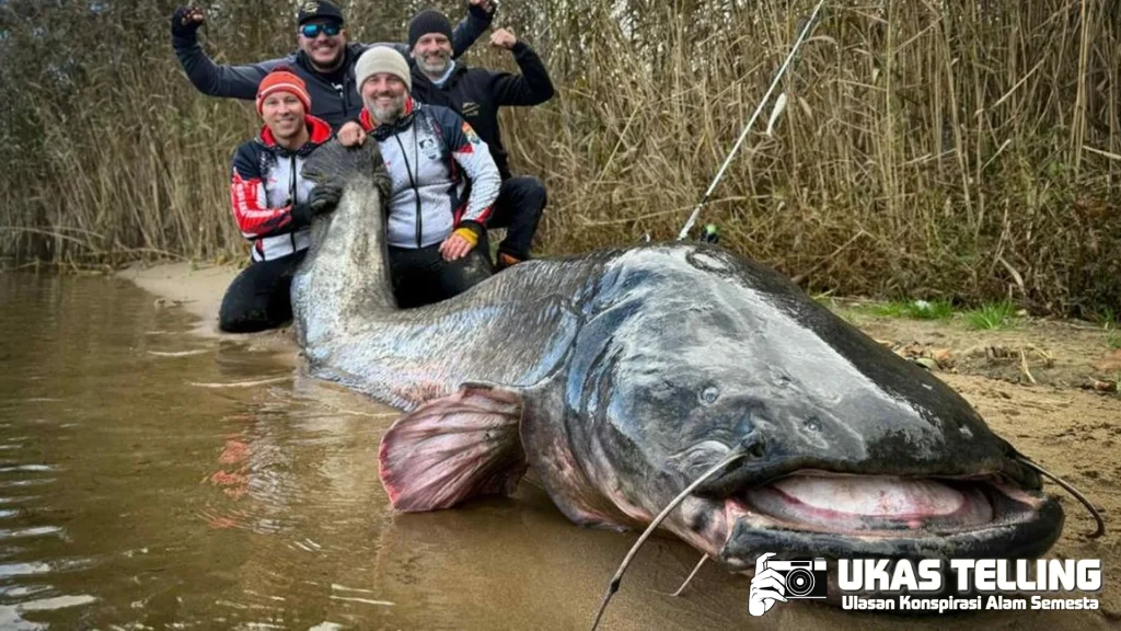 Unik Lele Hampir 3 Meter Tertangkap, Jadi Rekor Dunia