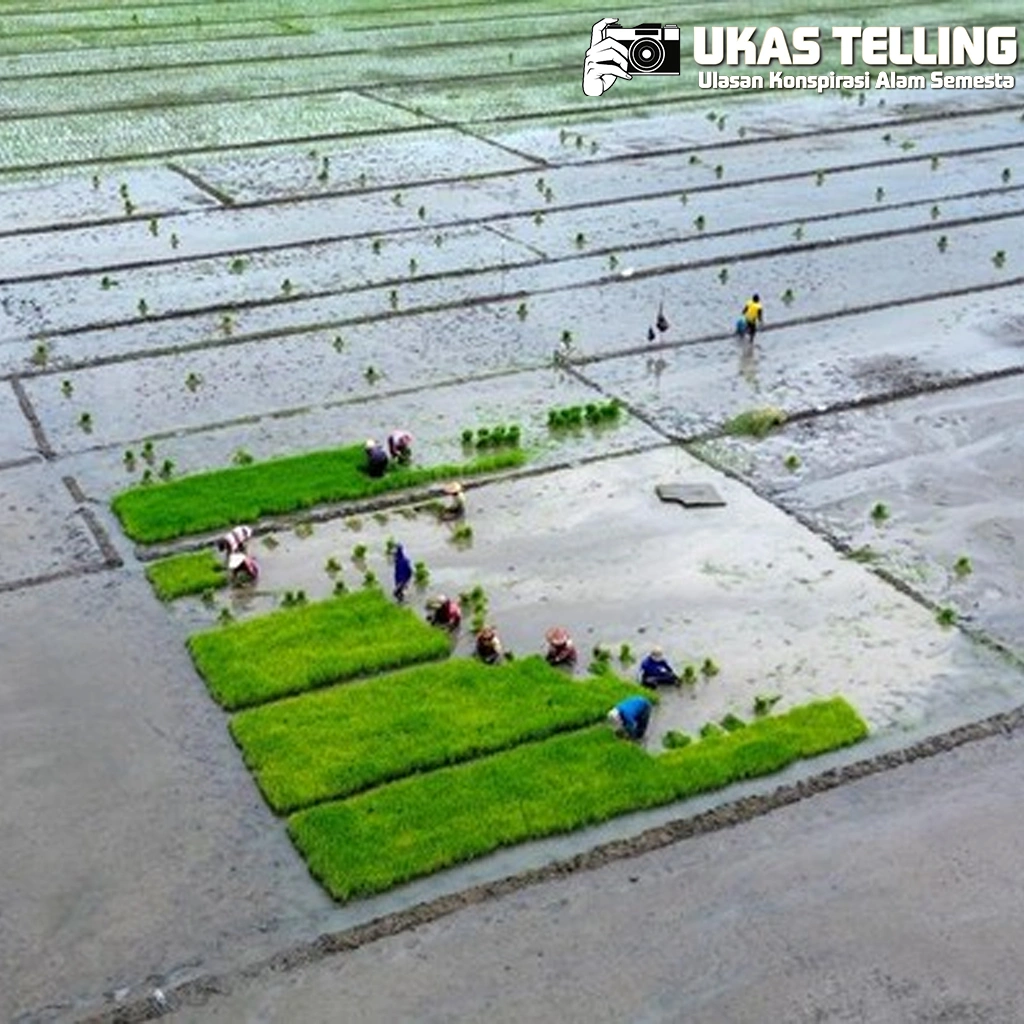 Semangat Petani Buduran Sambut dalam 4 Tanam Padi!