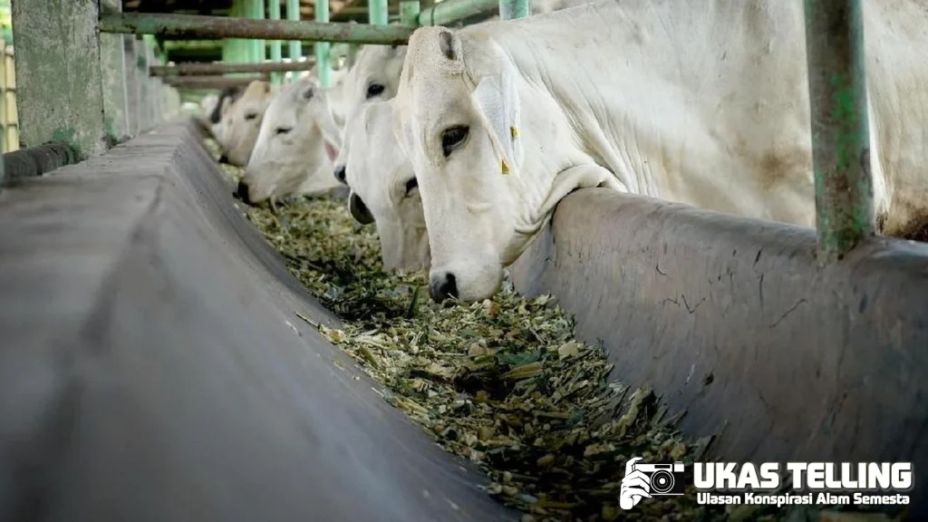 Harga Sapi Tak Wajar! 3 Pemerintah Turun Tangan!