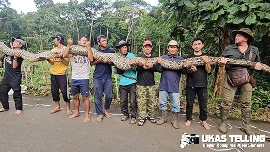 Ular Raksasa 15 meter Gemparkan Sulawesi Terpanjang