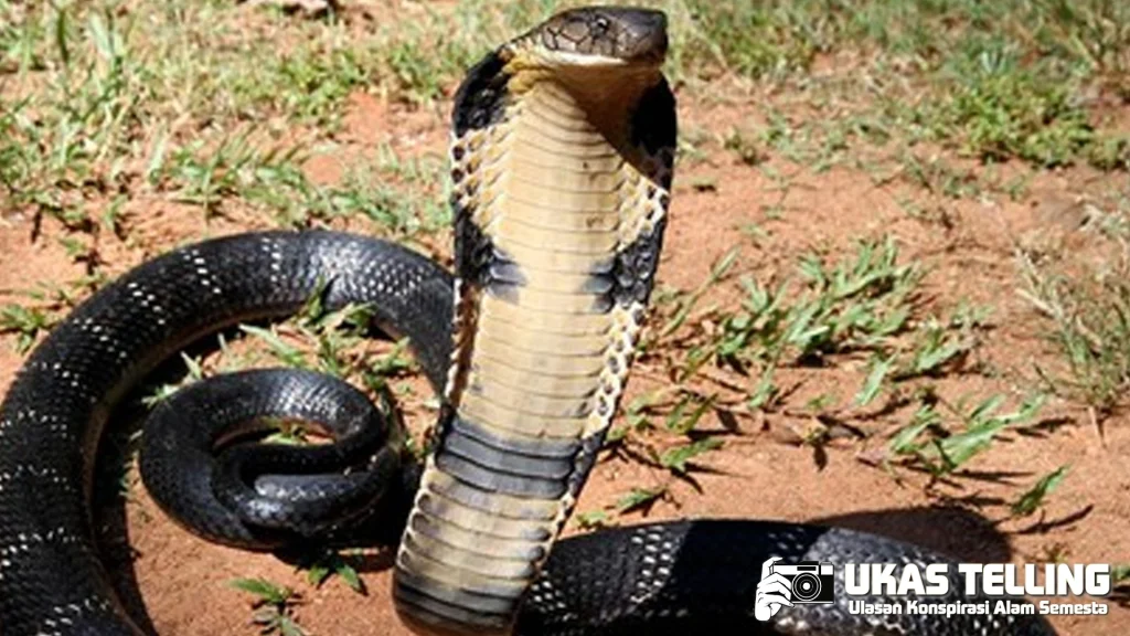 Gadis Baru Pelihara Ular, Dapat Rp2,5 Miliar!